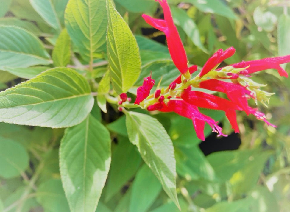 ライム色の葉 甘くフルーティな香り パイナップルセージ 三重県剪定伐採お庭のお手入れ専門店 剪定屋空