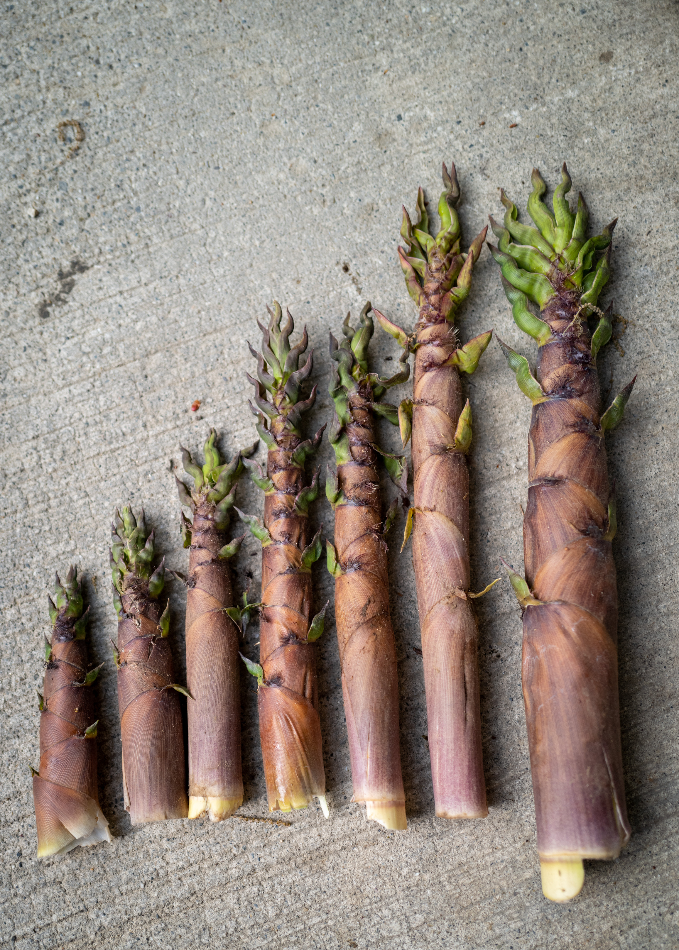 Fresh shoots of Henon bamboo, a seasonal delicacy in Japan, known for their tender texture and mild flavor