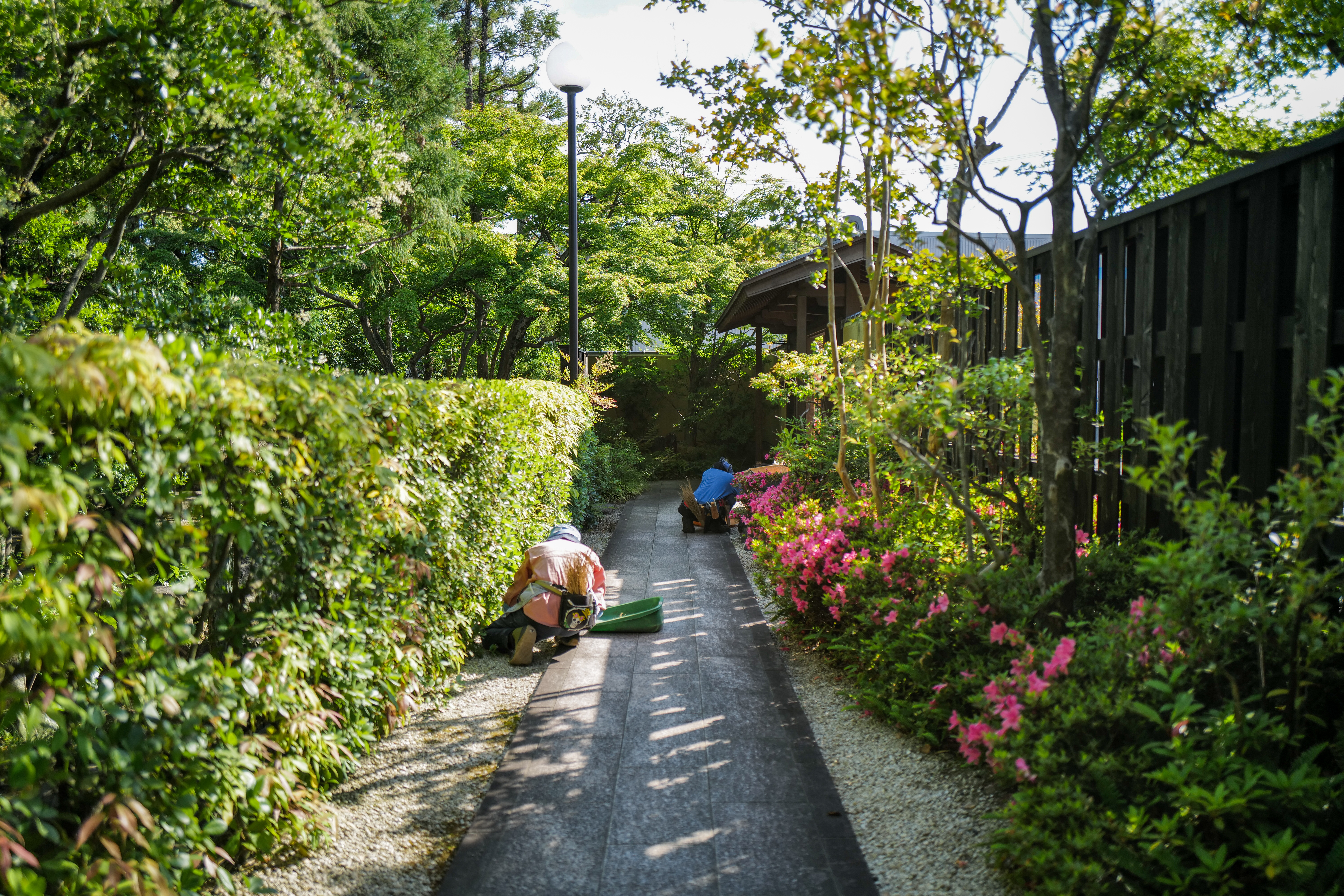 サツキ満開の通路沿い除草