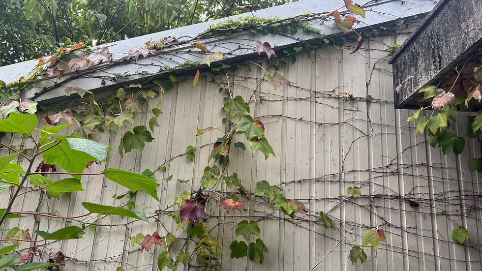 三重県東員町にて樹木伐採作業