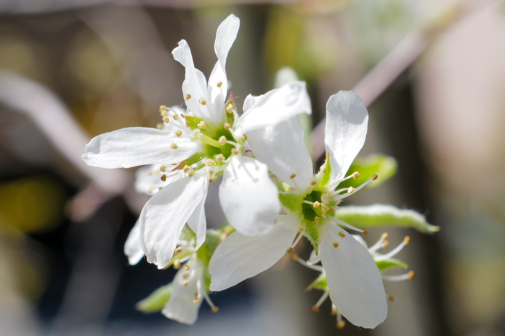 Spring Lawn Mowing and Maple Seedlings — Notes from Komono, Mie Prefecture