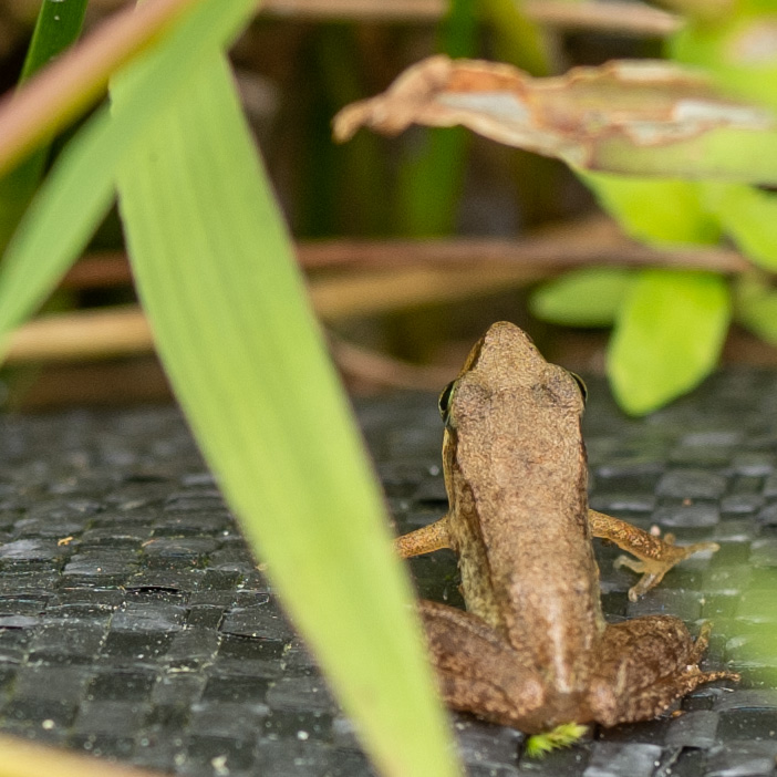  Frogs are an important part of the biotope and play an important role in maintaining its ecological health.