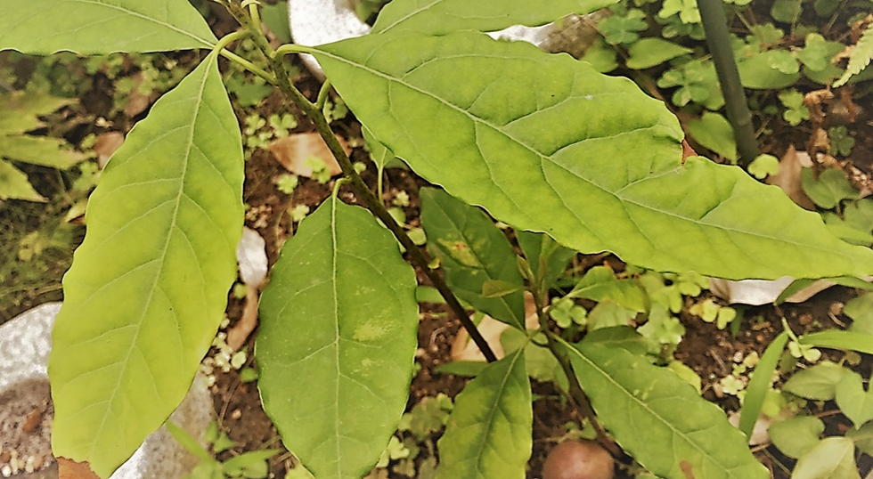 植えてみたら…育ちました!「アボカド」