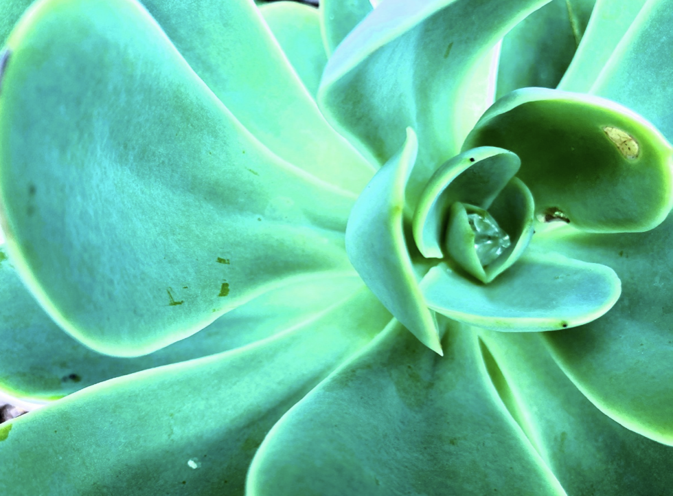 An Echeveria succulent, its glossy rosette of thick leaves almost looking like it glows on its own