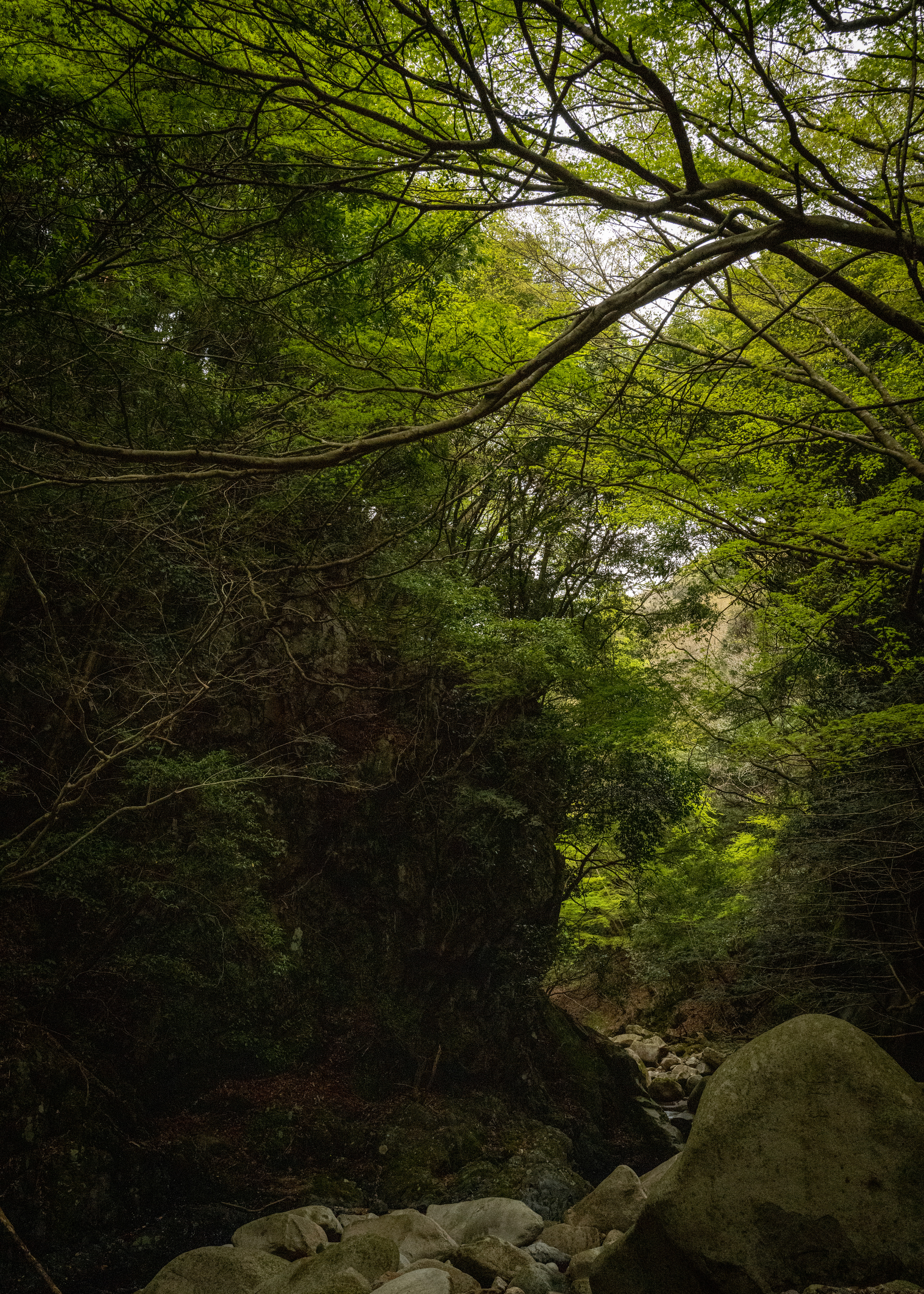 Forest Redesign|Project construction for the revitalization of mountain forests in Kokisu-cho,Suzuka
