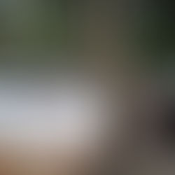 しがら工法の材料集め