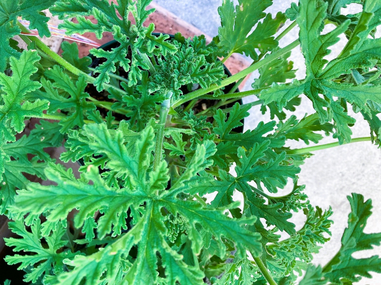 センテッドゼラニウム 蚊連草 蚊嫌草 ハーブ 葉