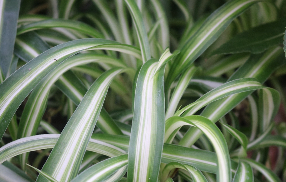 オリヅルランは見た目で栄養状態がわかる