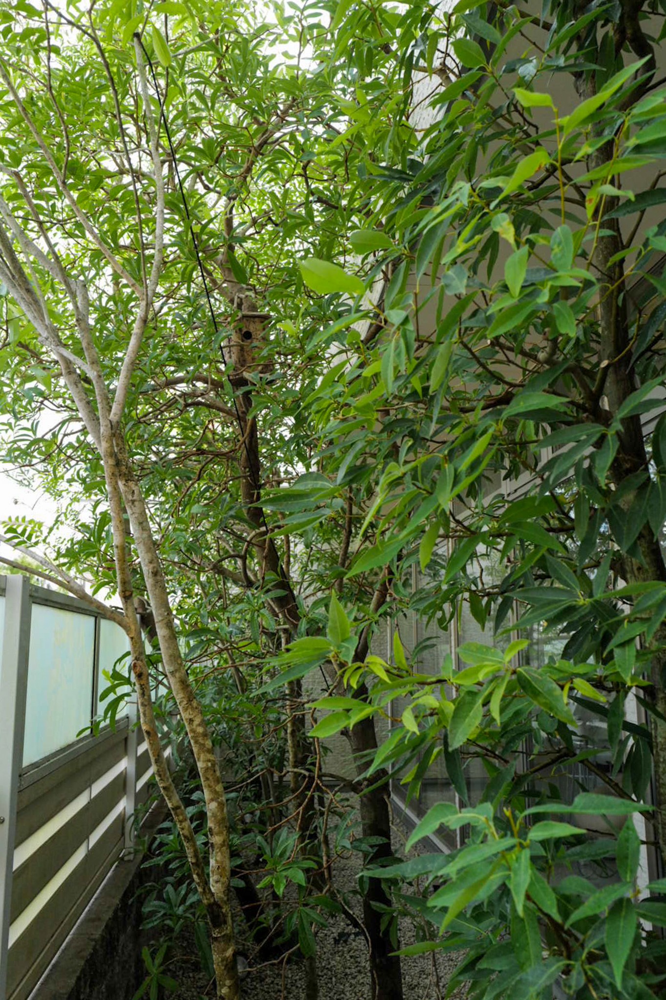 津市 矯正歯科 手入れ後の枝葉 剪定屋空