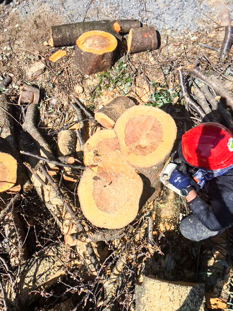 Yard Trees Cutting