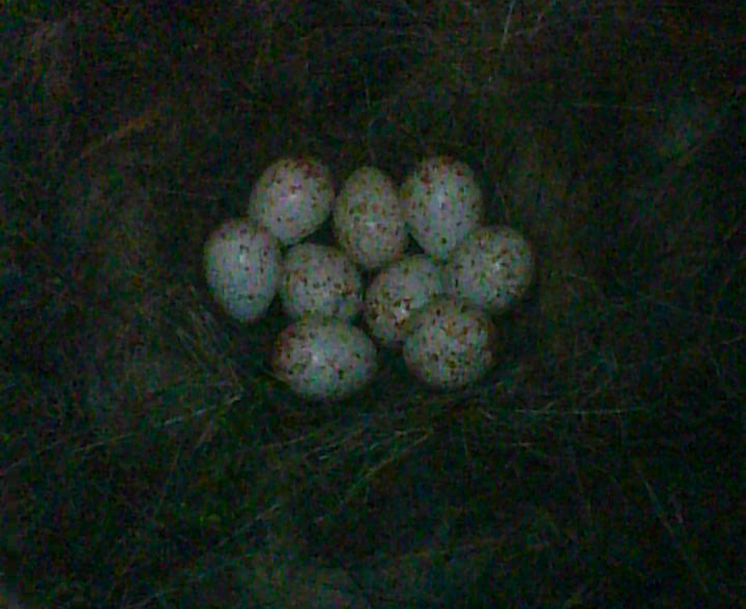 Nine speckled Great Tit eggs inside the artificial nest box, captured by trail camera