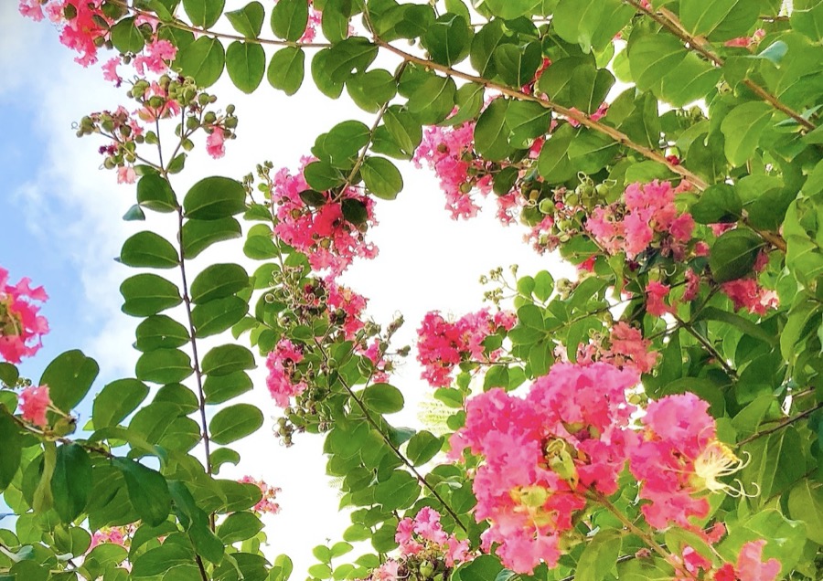 Crape myrtle Sarusuberi in full bloom in a Japanese summer garden