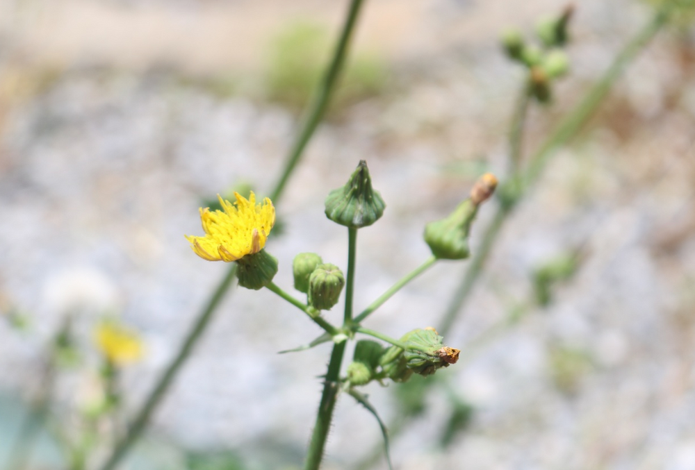 すらっとしたタンポポ 毒はないノゲシ三重県剪定伐採お庭のお手入れ専門店 剪定屋空