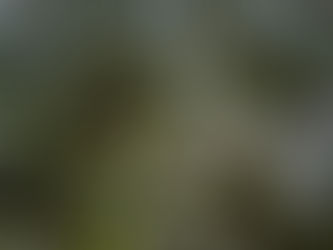 森のお手入れ(1日目)と枯れ枝のしくみ-三重県鈴鹿市・くまだ子ども園さんにて