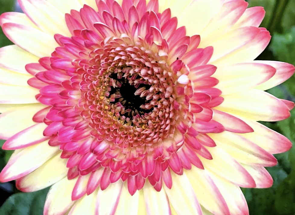 Gerbera daisy flowers in full bloom, spring gift flower Japan, April 18 Gerbera Day