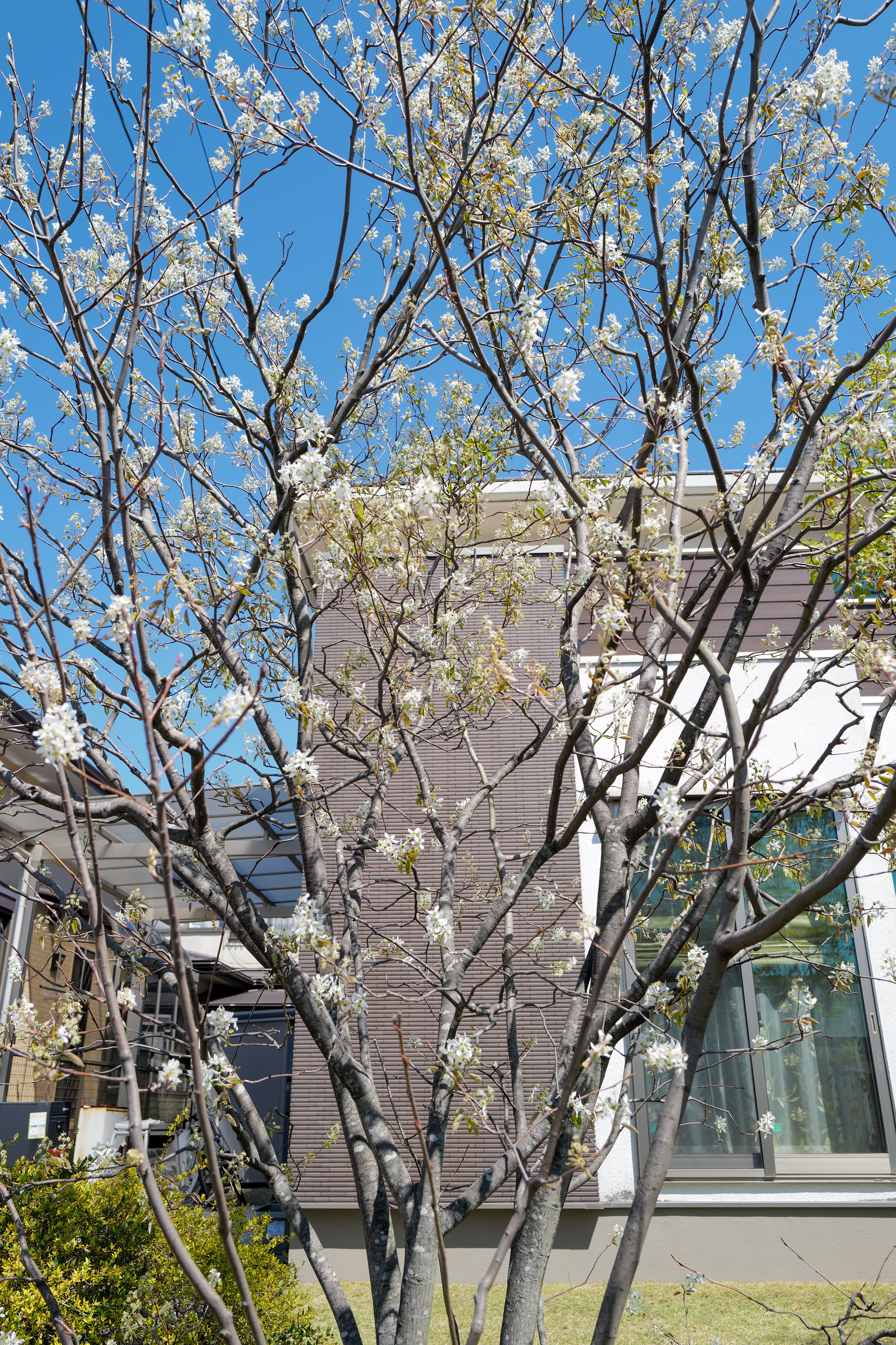 Spring Lawn Mowing and Maple Seedlings — Notes from Komono, Mie Prefecture