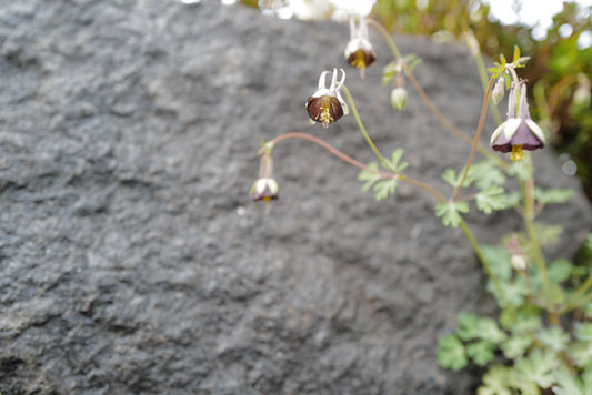 鈴鹿市ガーデンレンタル四季の花