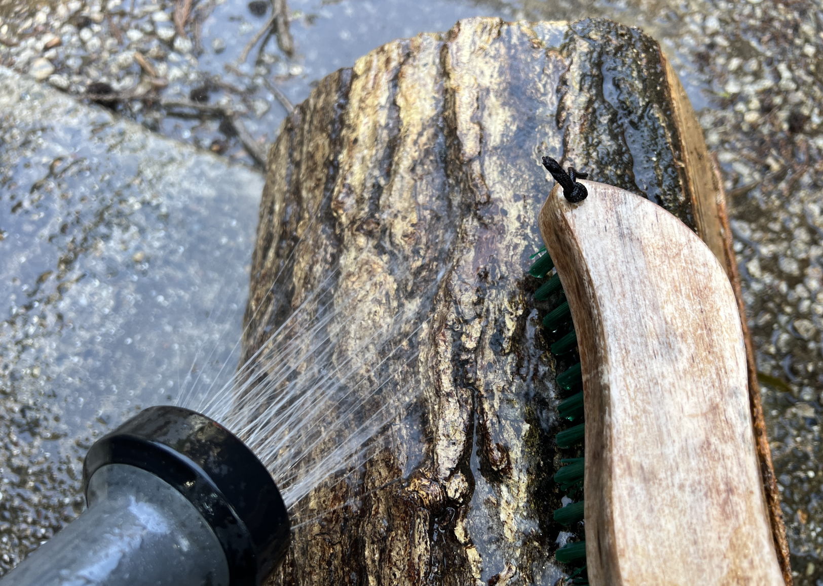 Water submersion drying of hollowed oak log — traditional woodworking technique to prevent cracking and eliminate insects