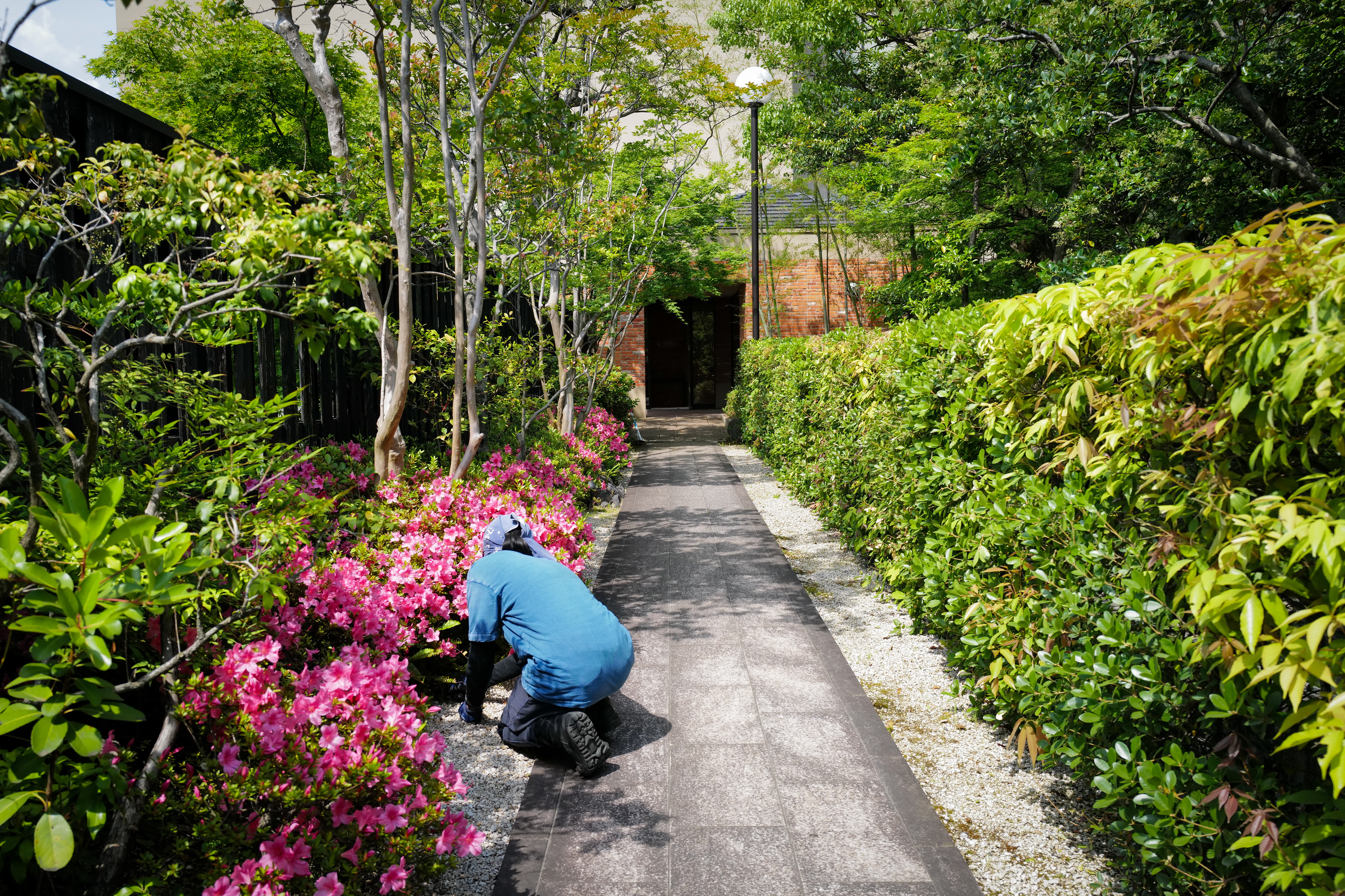 尾上別荘の園路沿いに咲くサツキの花。職人が花の根元の清掃を行っている