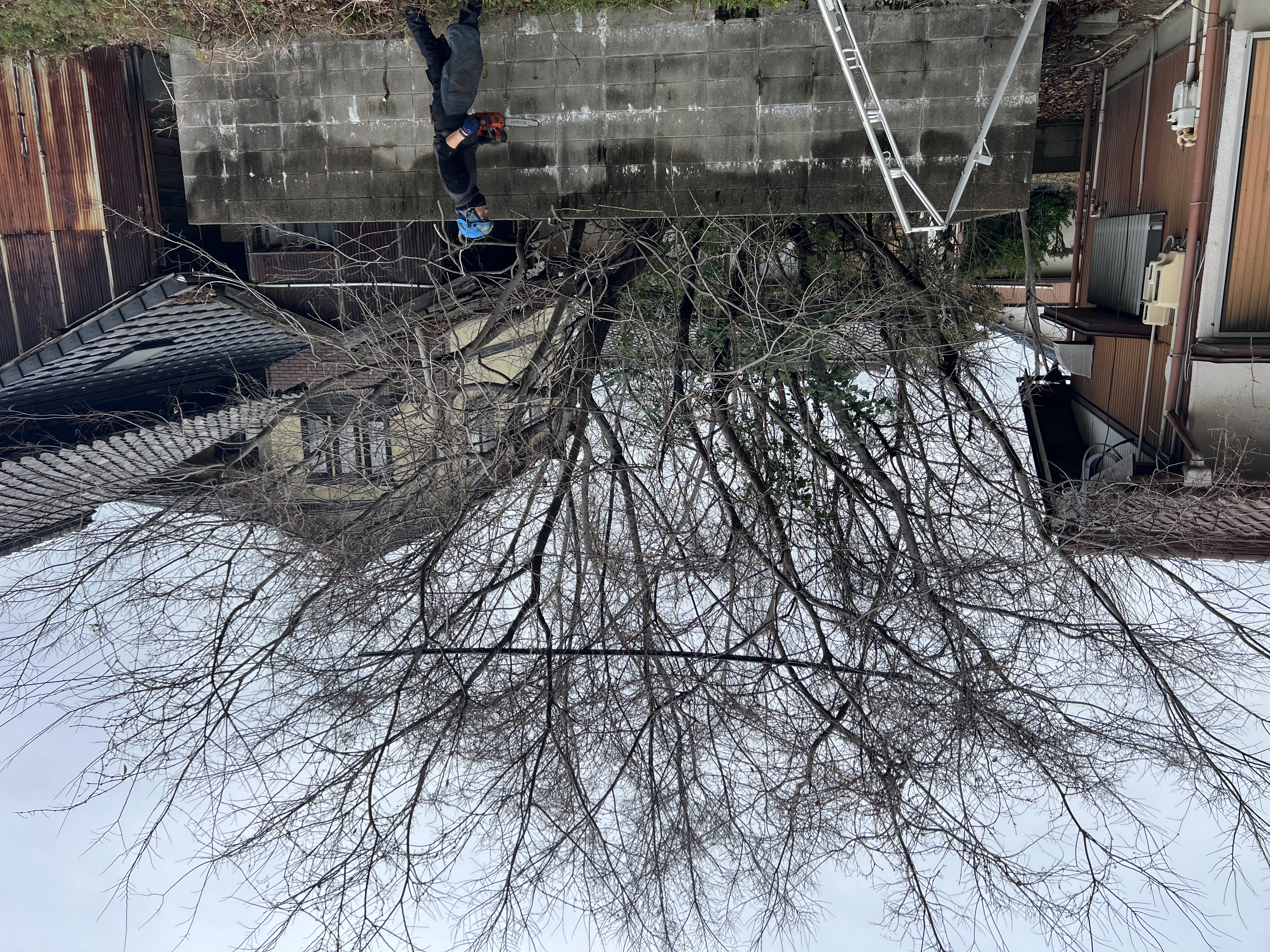 特殊伐採 高所作業車 剪定屋空
