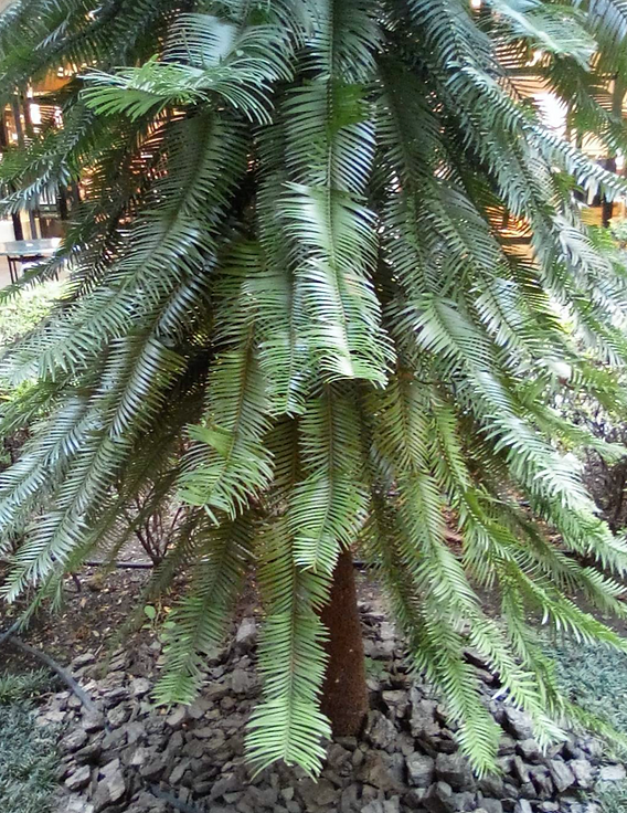 恐竜が食べていた！？世界最古の植物、ジュラシックツリー剪定屋空