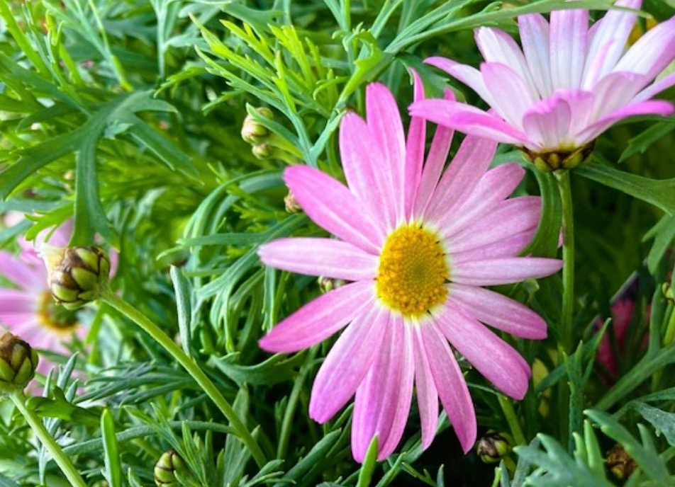 恋に勇気をくれる花。花占いの花「マーガレット」