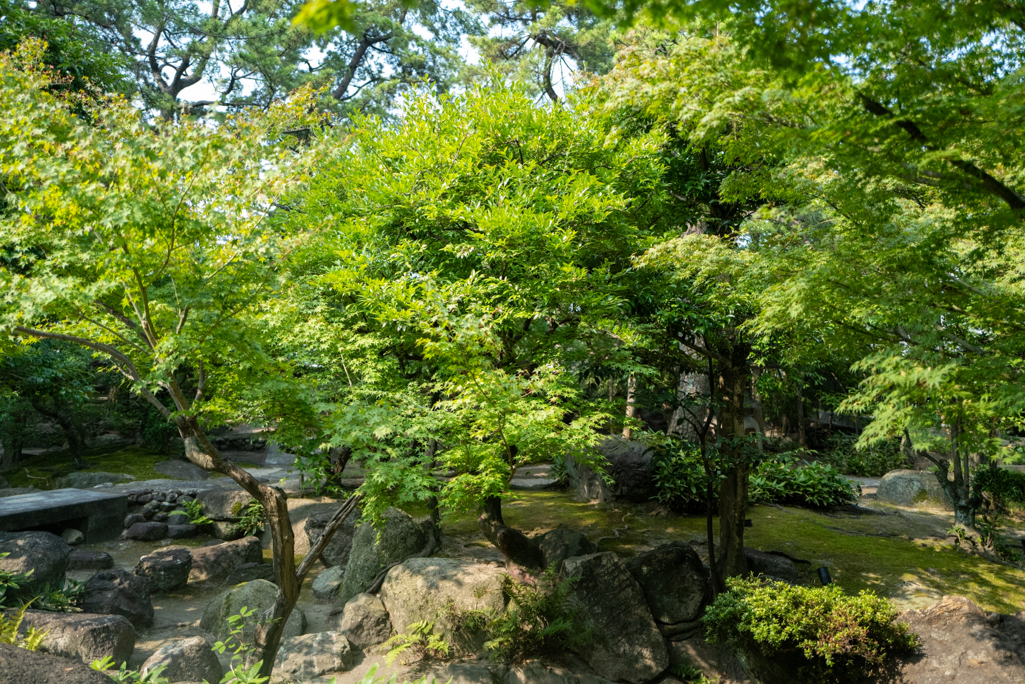 剪定を終えた中木、苔と石組みのある庭の緑