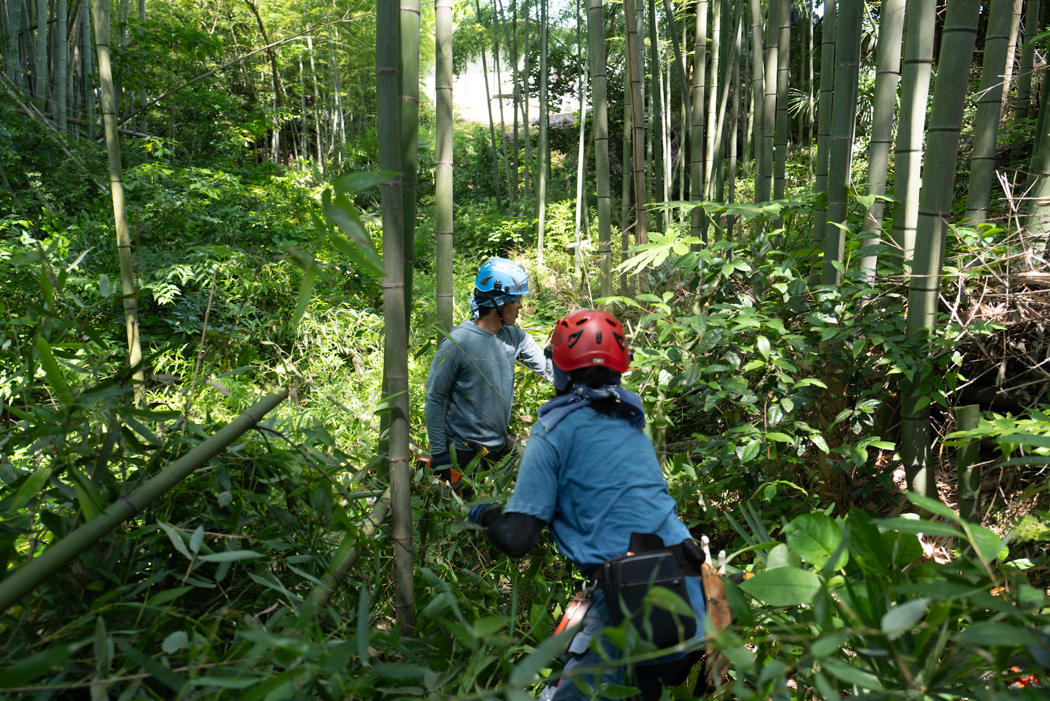 法因寺様 竹林 生物多様性区域 三重県亀山市