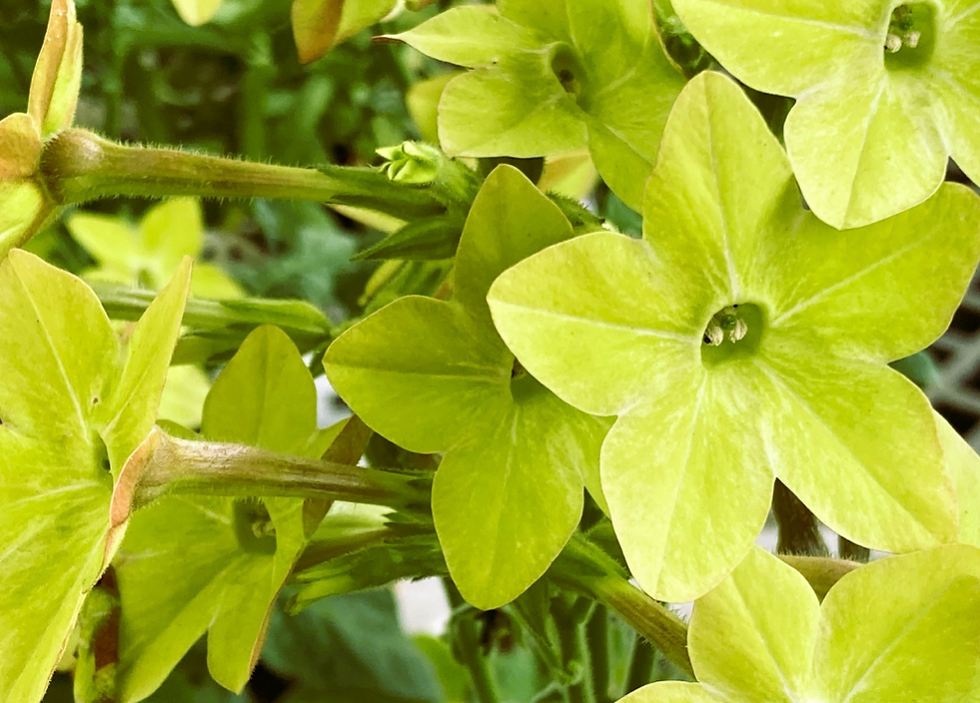 タバコの花?ライム色のかわいらしい星の花 ニコチアナ アンティークライム