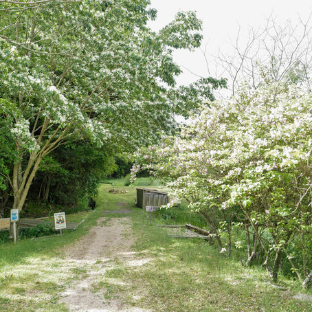 Pruning a Camphor Tree in Satoyama — Arborist Field Report, Mie, Japan