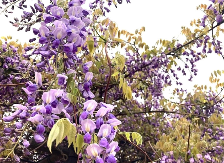 鬼の嫌いな花 実はマメ科の植物 フジ 三重県剪定伐採お庭のお手入れ専門店 剪定屋空 鬼の嫌いな花 実はマメ科の植物 フジ 三重県剪定伐採お庭のお手入れ専門店 剪定屋空