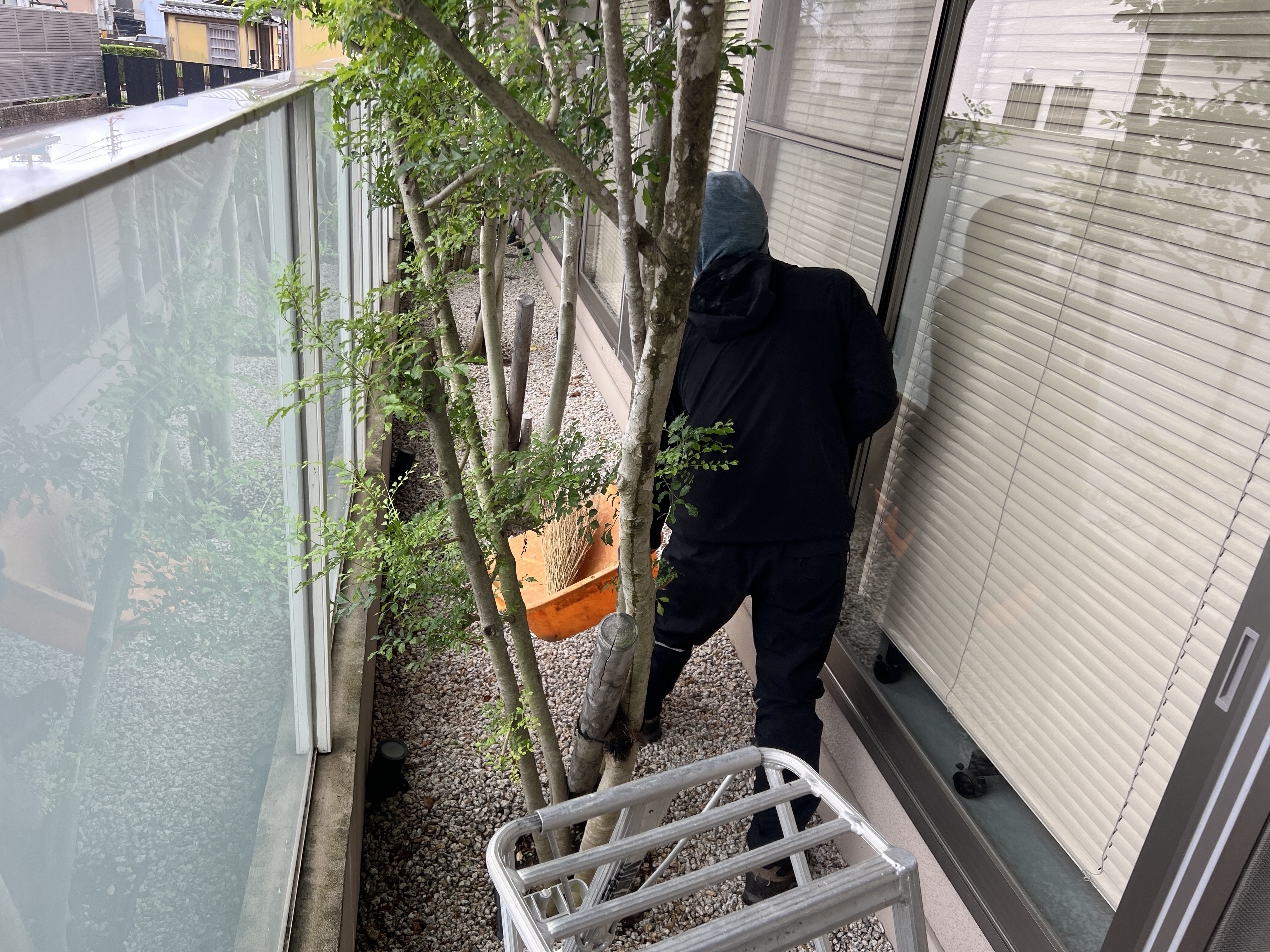 こばやし歯科様 シマトネリコの手入れ