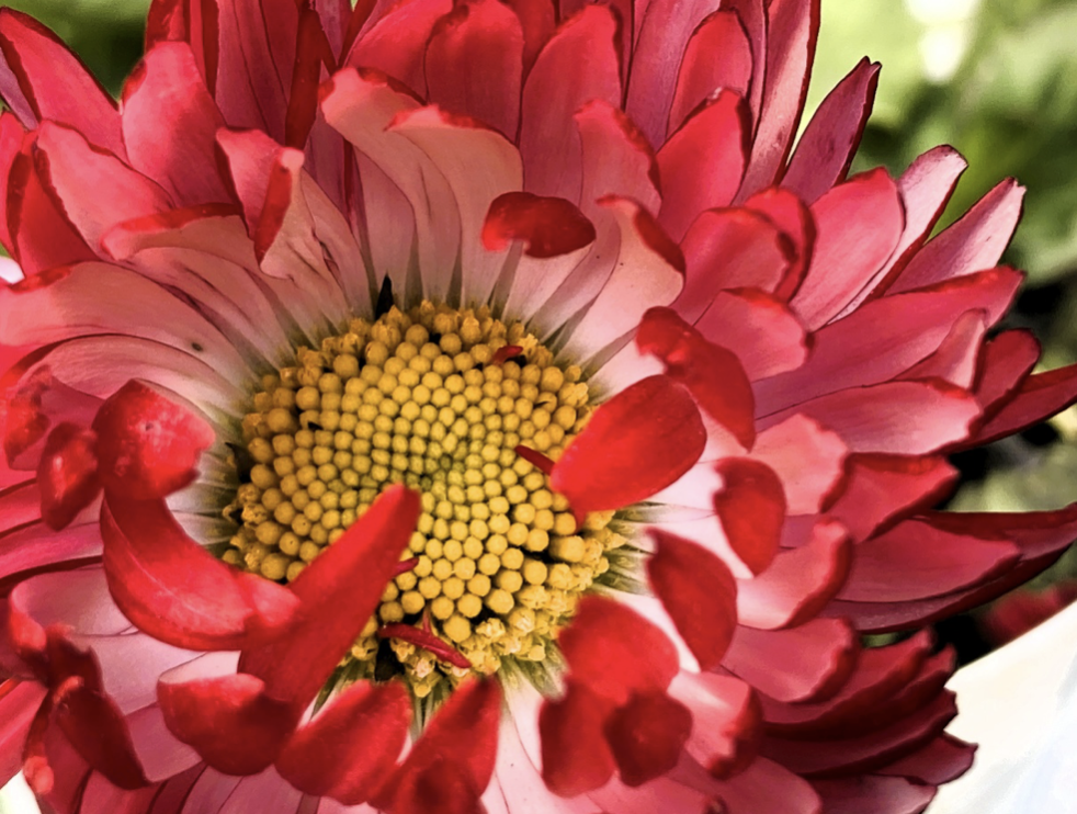 Garden observation and seasonal flowers, Japanese garden spring blooms, attention and noticing