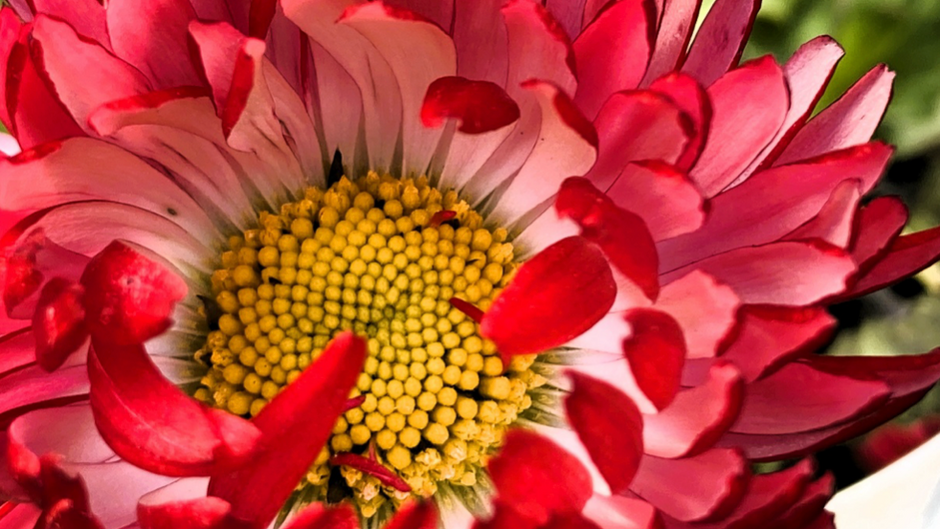 Matisse Said: There Are Always Flowers for Those Who Want to See Them