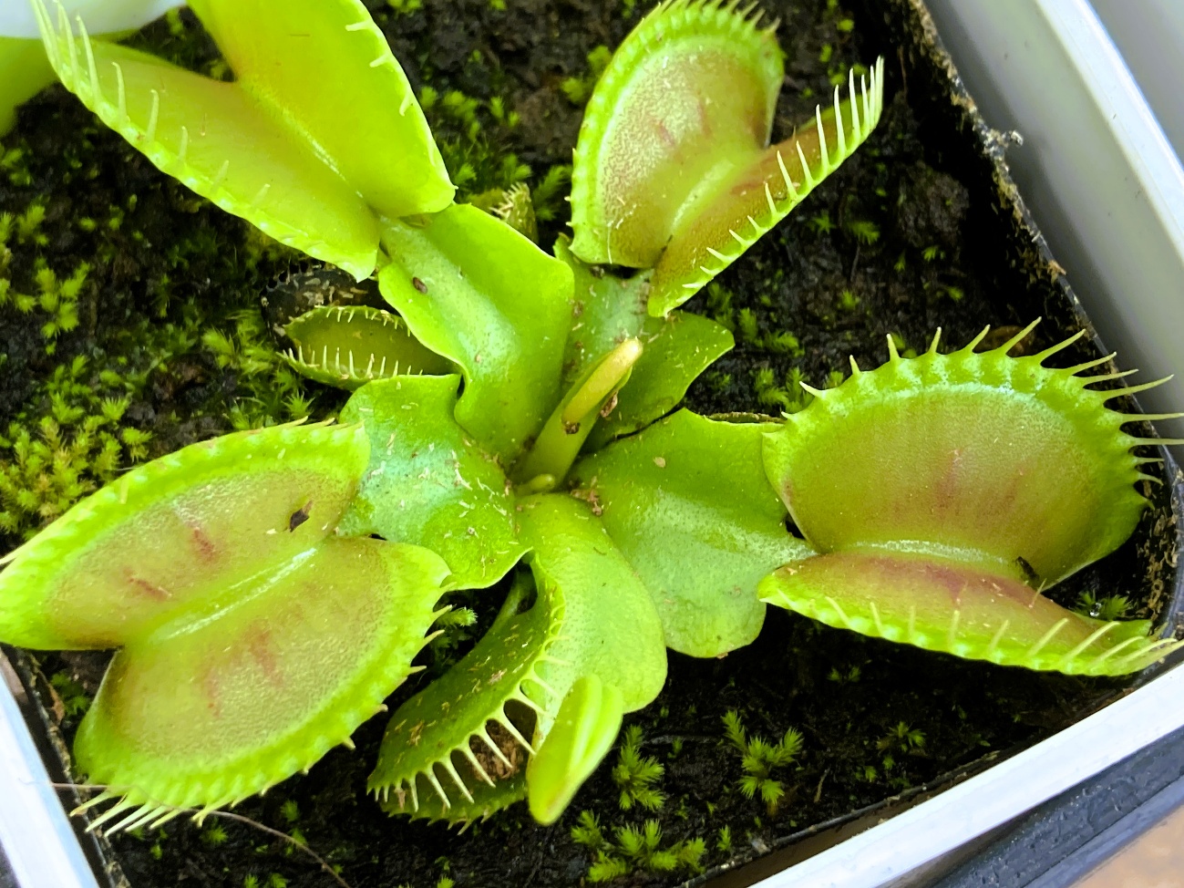 ハエトリソウ 食虫植物 二枚貝のような葉 トゲ