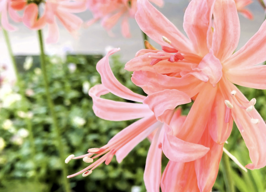 ダイヤモンドリリー（ネリネ）の花 — 秋に輝くピンクの花びら