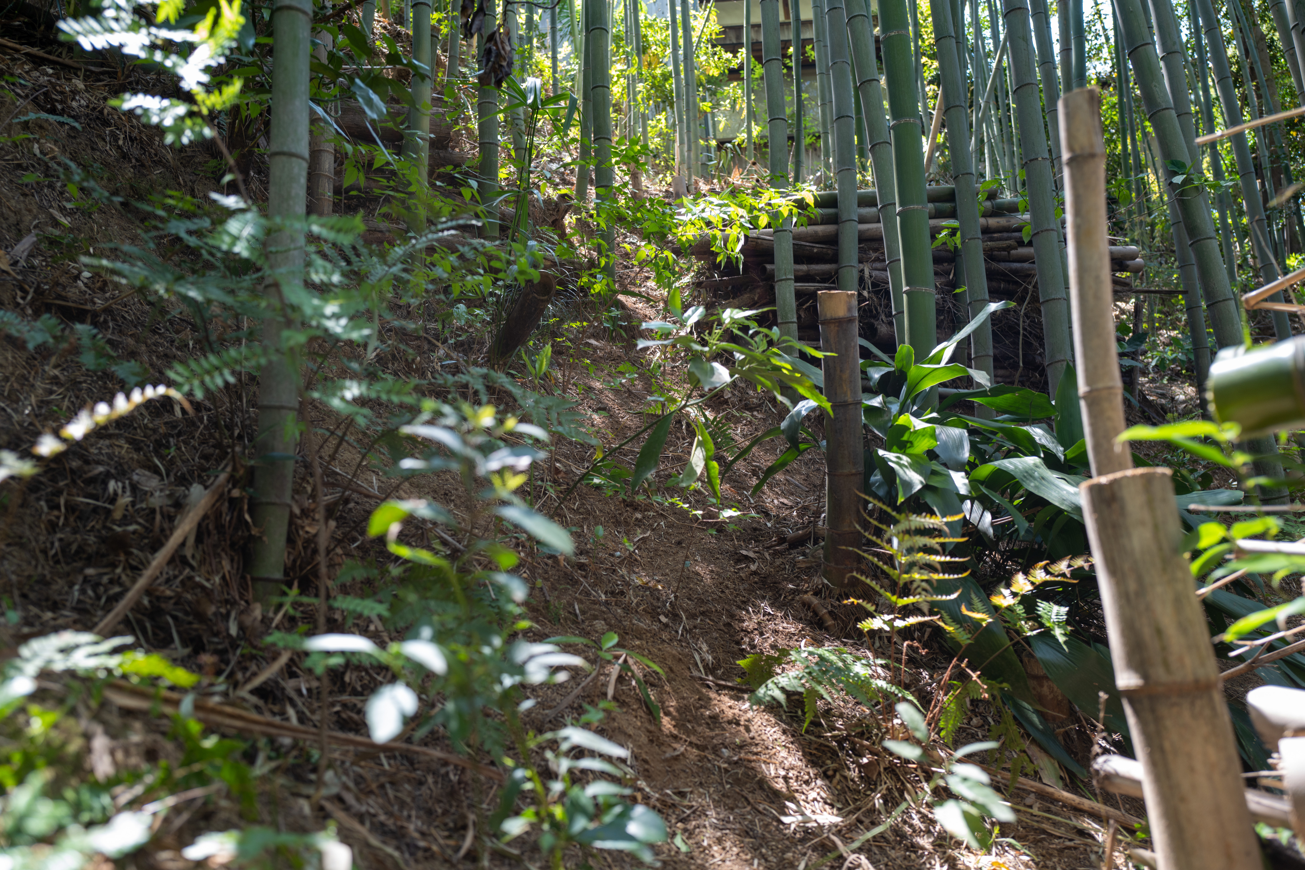 Monitoring site in bamboo forest to track biodiversity changes under adaptive management