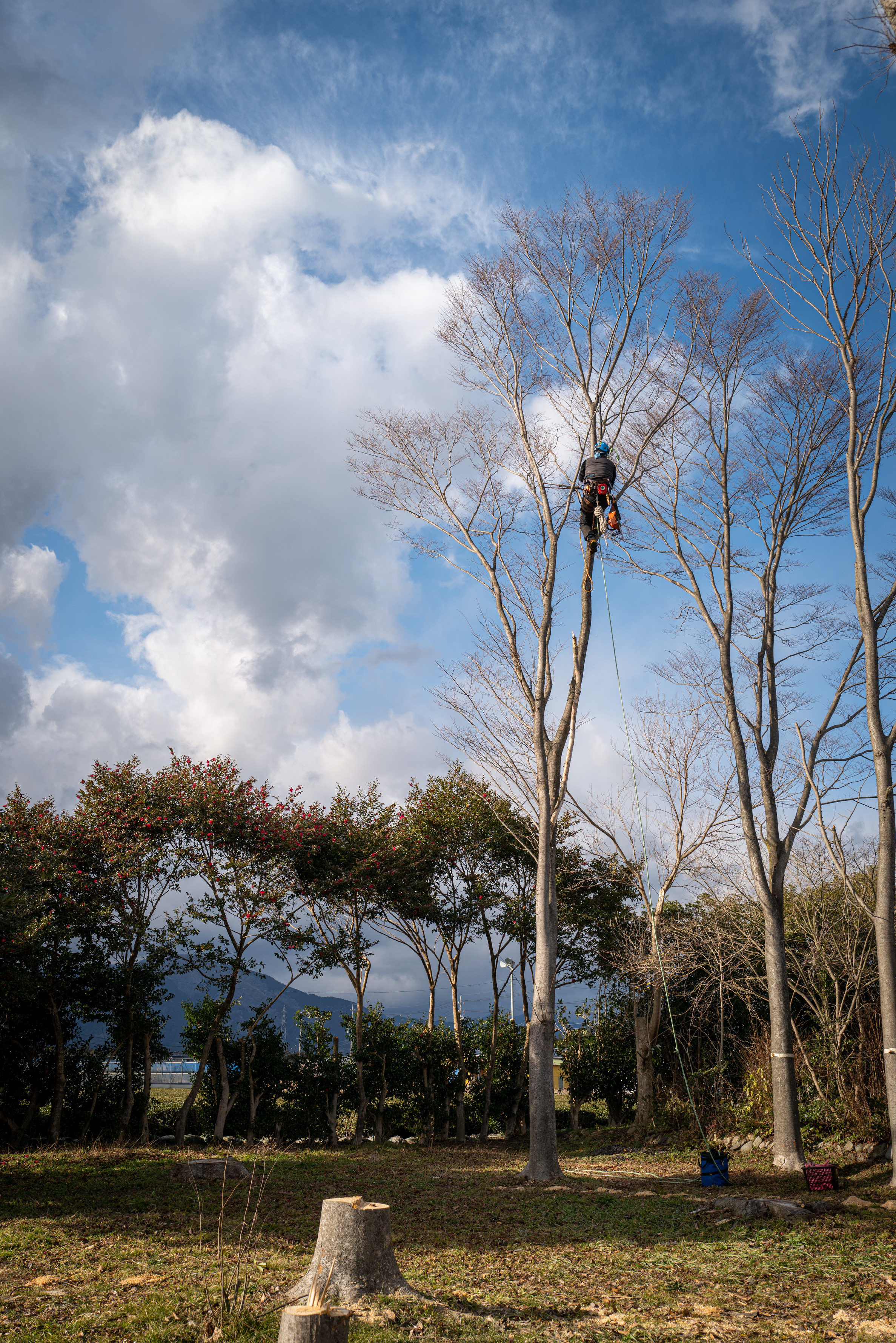 庭木伐採の費用の目安 剪定屋空