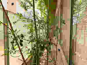 まだまだ枝数が少ないシマトネリコ