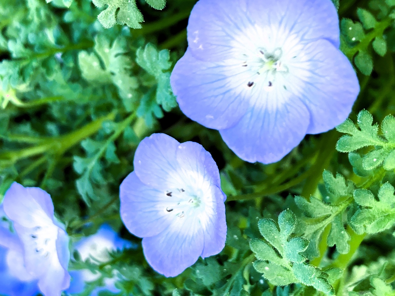 Nemophila in bloom creating a blue carpet, Japanese flower park spring