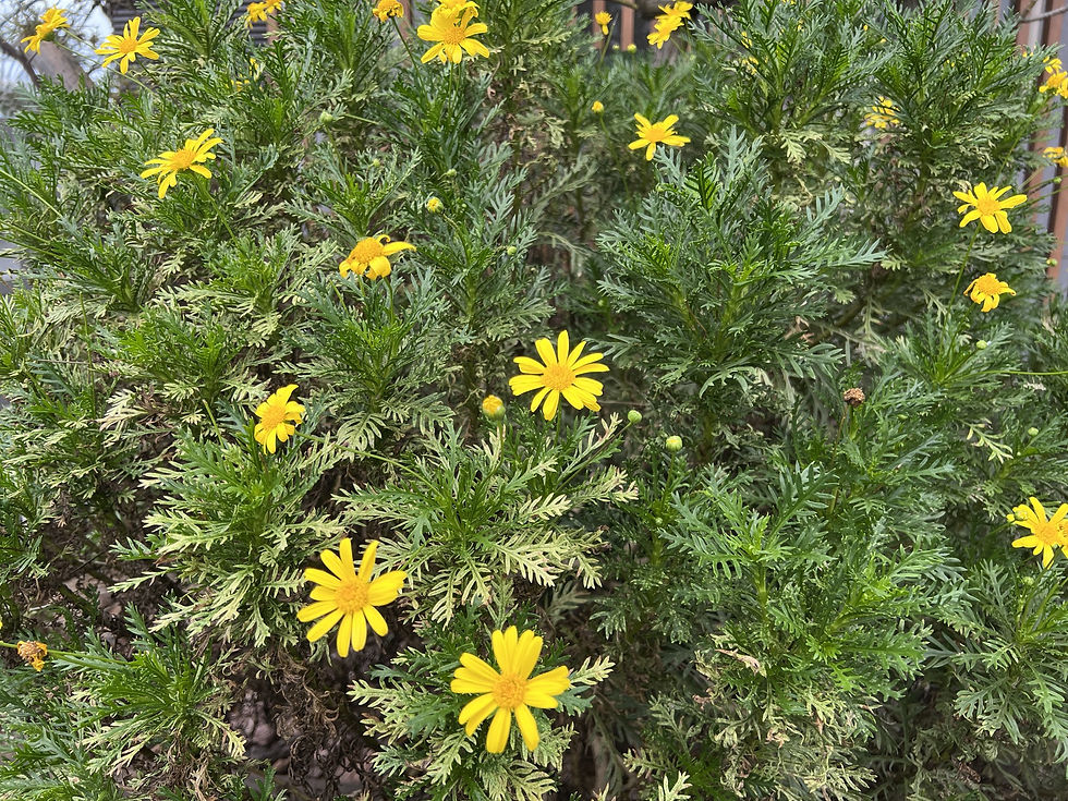 川越町 ユリオプスデージー 開花 剪定屋空