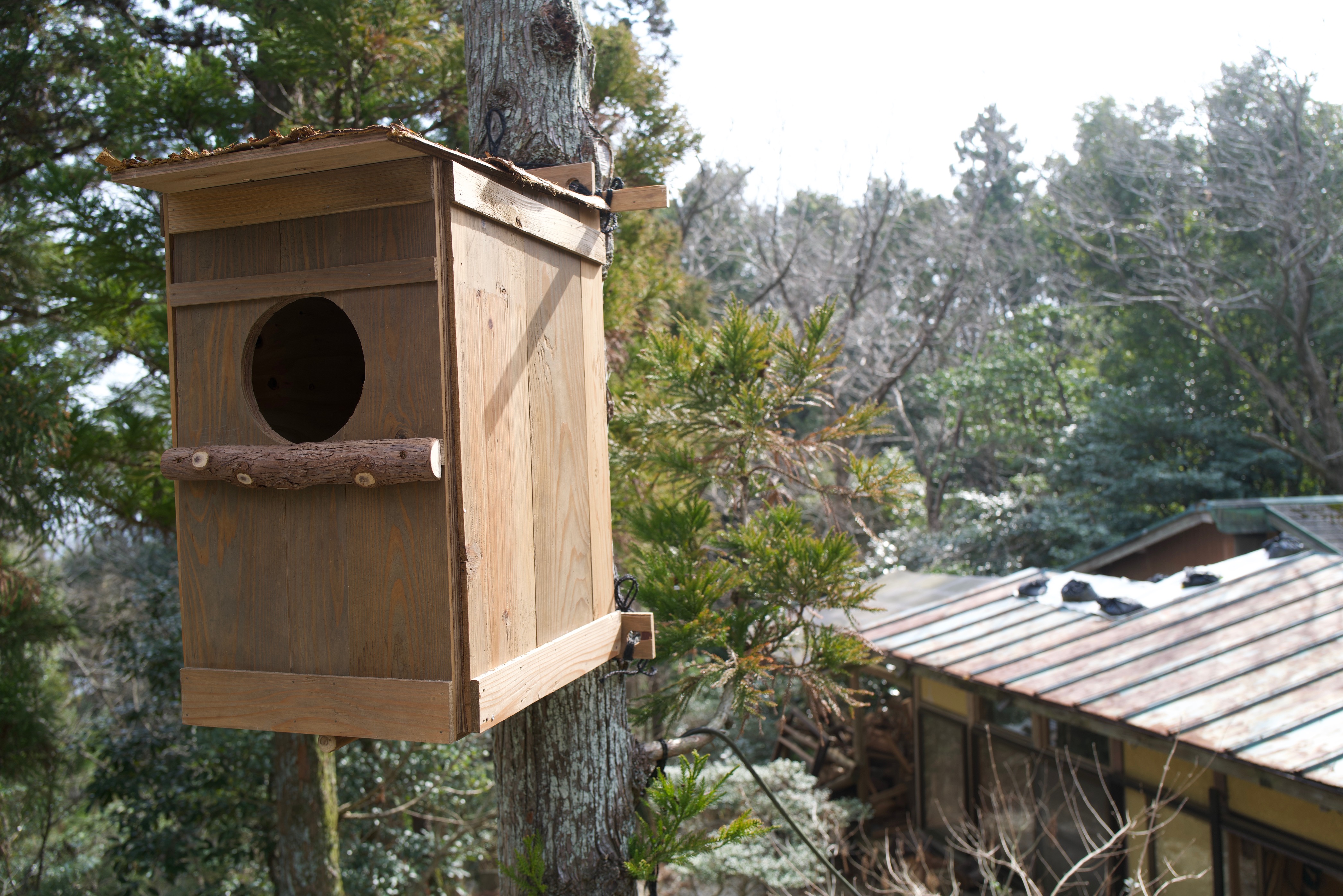 剪定屋空が製作・設置したフクロウ用の人工巣洞