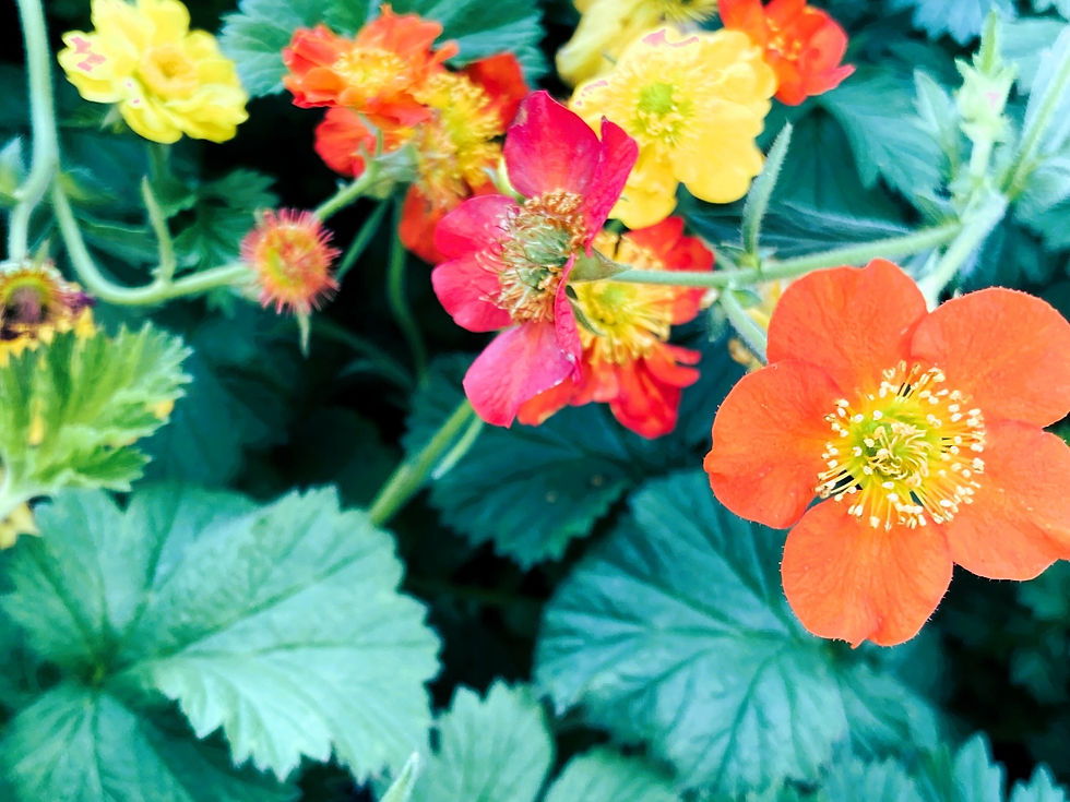 イチゴに似た可憐な花。希望にあふれるポジティブな花言葉 ゲウム