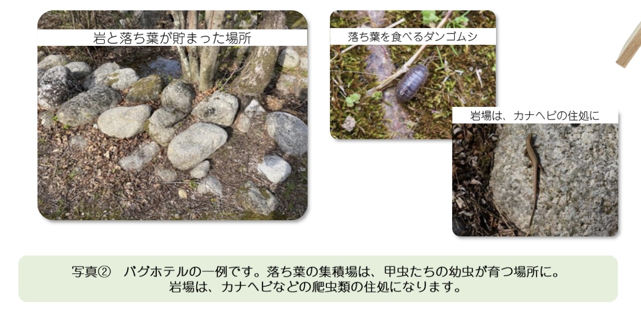 Small ecological bug hotel (insect hotel) for home garden biodiversity — installation and wildlife observation in Japan