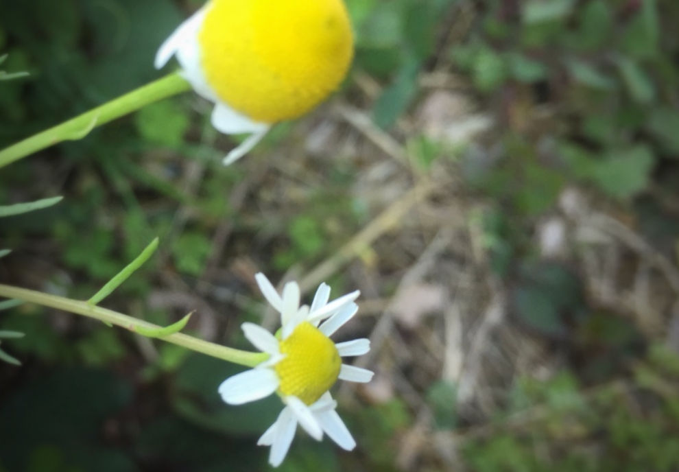 強さとやさしさを合わせもつハーブ 甘いりんごの香り ジャーマンカモミール三重県剪定伐採お庭のお手入れ専門店 剪定屋空 強さとやさしさを合わせもつハーブ 甘いりんごの香り ジャーマンカモミール三重県剪定伐採お庭のお手入れ専門店 剪定屋空