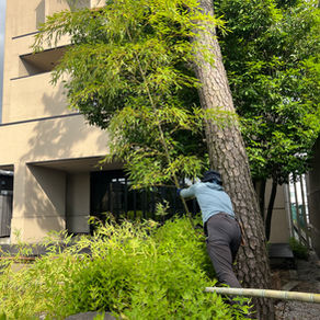 The Pond That Holds No Water: A Rain Garden Built a Century Before the Term Existed