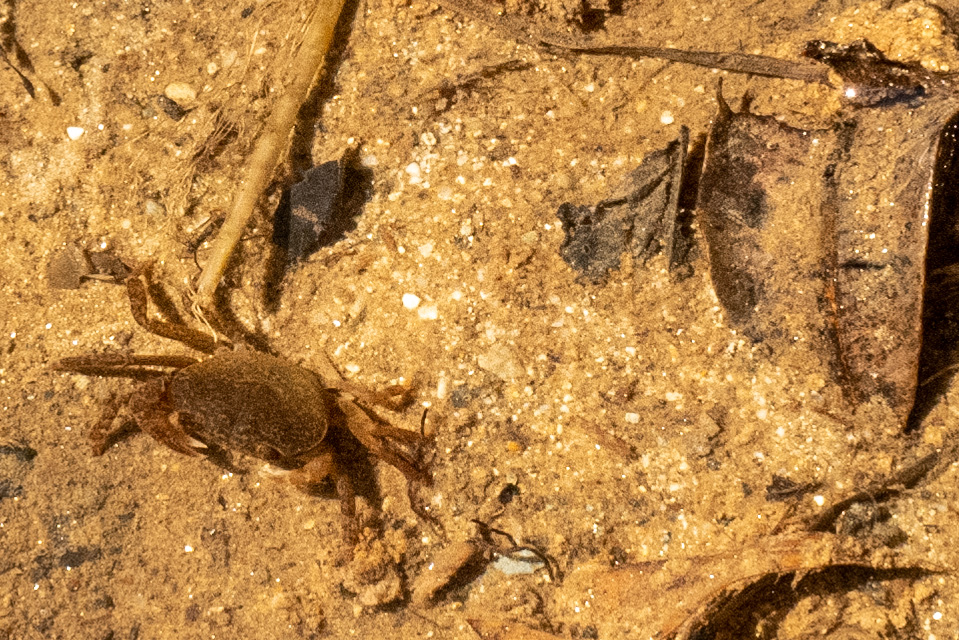 By maintaining as many biotopes as possible in a healthy state, we hope to preserve them as valuable places where a variety of living creatures are active from the viewpoint of preserving biodiversity.