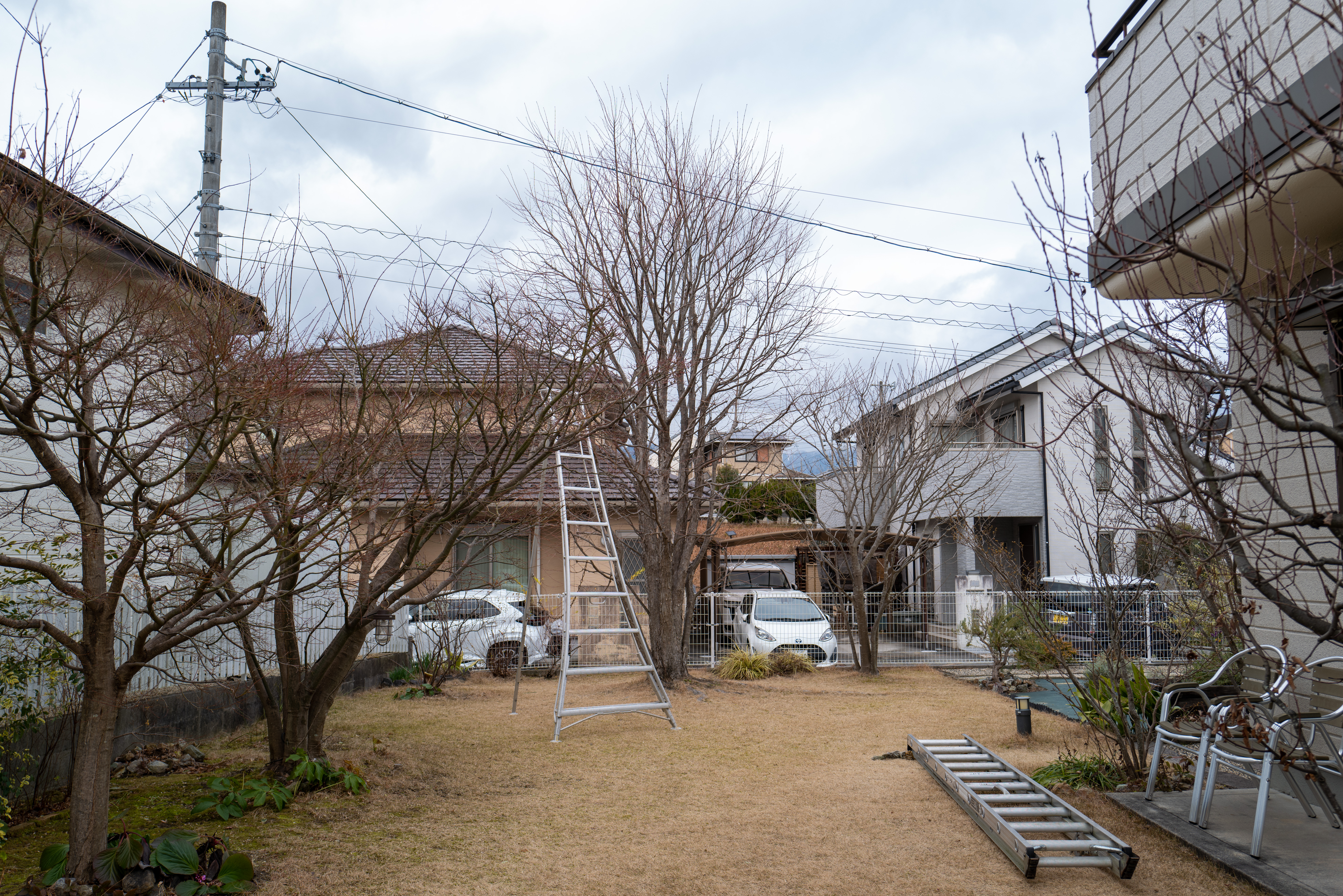 Caring for a Garden With a Large Katsura Tree — Seasonal Work Around a Japanese 