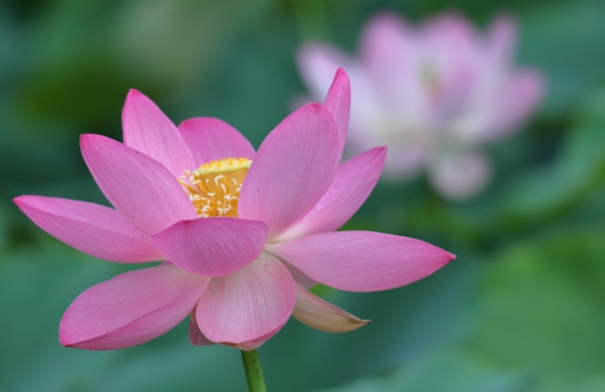 泥だらけのレンコンの花がこんなに美しいなんて ハスの花 Static Wixstatic Com Media B9f5 6e5f6fa1aaf84b4d48defeacfdfa7a Mv2 Png V1 Fit W 862 2ch 558 2cal C File Png 07 15t03 02 03 053z