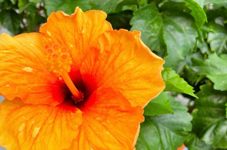 知られざるハワイの花 マオ ハウ ヘレの話 ハイビスカス 剪定屋空